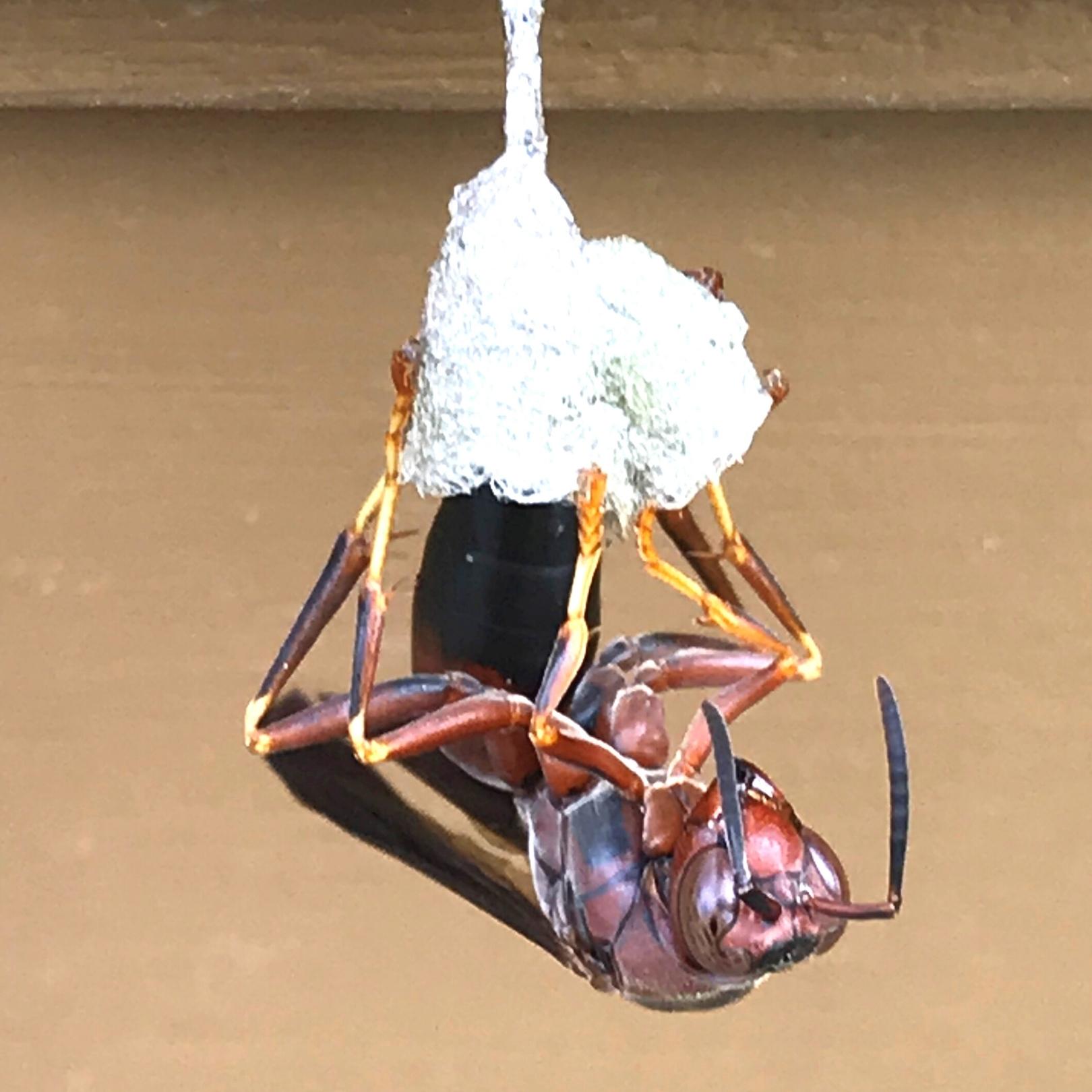 A paper wasp queen building a nest